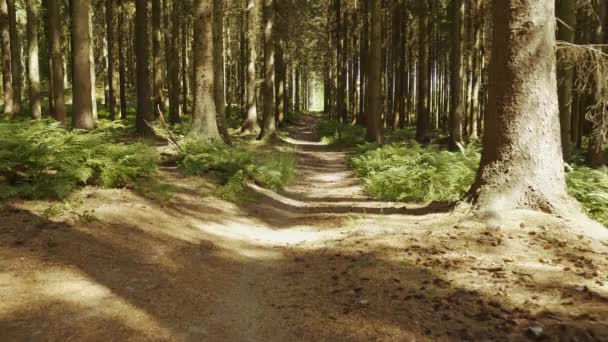 Mountain Biker montando en la pista de la suciedad a través del bosque — Vídeos de Stock