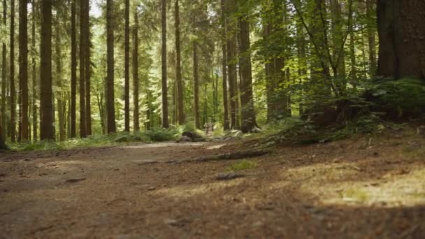 Ciclista de montaña Ciclismo a través de bosques — Vídeo de stock