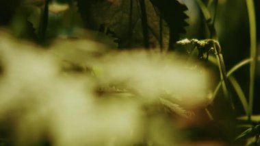 Video yeşil çimlerin arasında küçük beyaz bir çiçek sergiliyor. Sığ bir alan derinliği yumuşak ve bulanık bir zemin oluşturuyor. Kamera yavaşça soldan sağa döner.