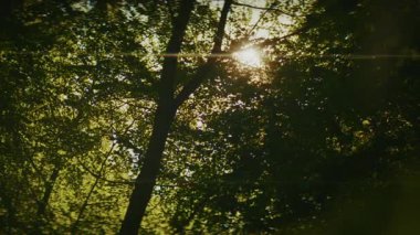 Video, yoğun orman yapraklarının arasından süzülen güneş ışığının sakin bir görüntüsünü yakalıyor. Kamera yavaşça soldan sağa dönüyor. Nazik hareket, değişen ışık desenlerini ortaya çıkarır.