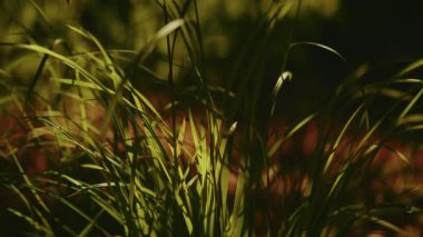 Video, kameranın sağdan sola kıvrıldığı bir alanda yavaşça sallanan canlı çim bıçaklarının yakın çekimini gösteriyor. Doğal ışıklandırma zengin yeşil rengi vurgular