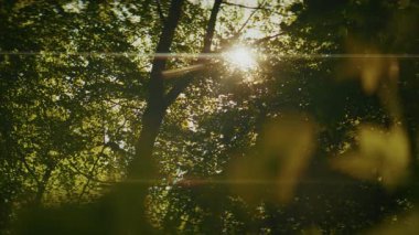 Video, yoğun orman yapraklarının arasından süzülen düşük açılı güneş ışınları görüntüsü yakalıyor. Kamera sağdan sola hareket ediyor. Mercek ışığı ve gölgenin etkileşimini arttırır