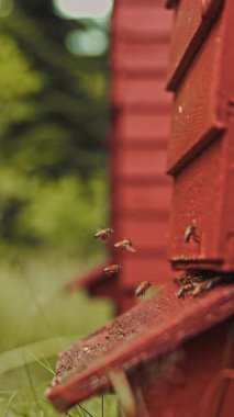 Dikey format yavaş çekimde bal arılarının ahşap kovan girişine yaklaşması. Arıların seçici odağı rüya gibi bulanık bir arka plan..
