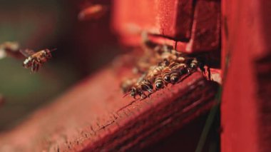 Ağır çekimde yakalanan arılar kovanlarının girişinde uçar ve havada yaptıkları hareketlerin zarafetini sergilerler.