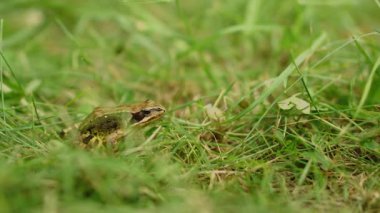 Gün ışığında taze yeşil çimlerin üzerinden atlayan bir kurbağanın makro yavaş çekim görüntüsü çarpıcı bir berraklıktaki detaylı hareketi yakalıyor..