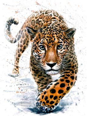 suluboya, leopar, jaguar, Doğa, büyük kedi, yazdırma, hayvan, çizim, izole, moda, tasarım, yaban, yaban hayatı
