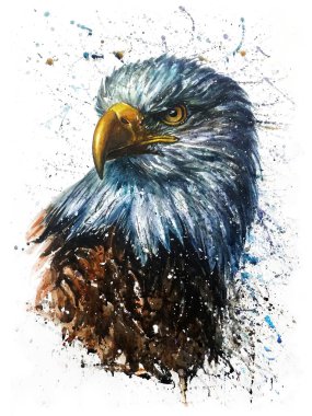 American Eagle, suluboya resim, birda, predator, yaban hayatı