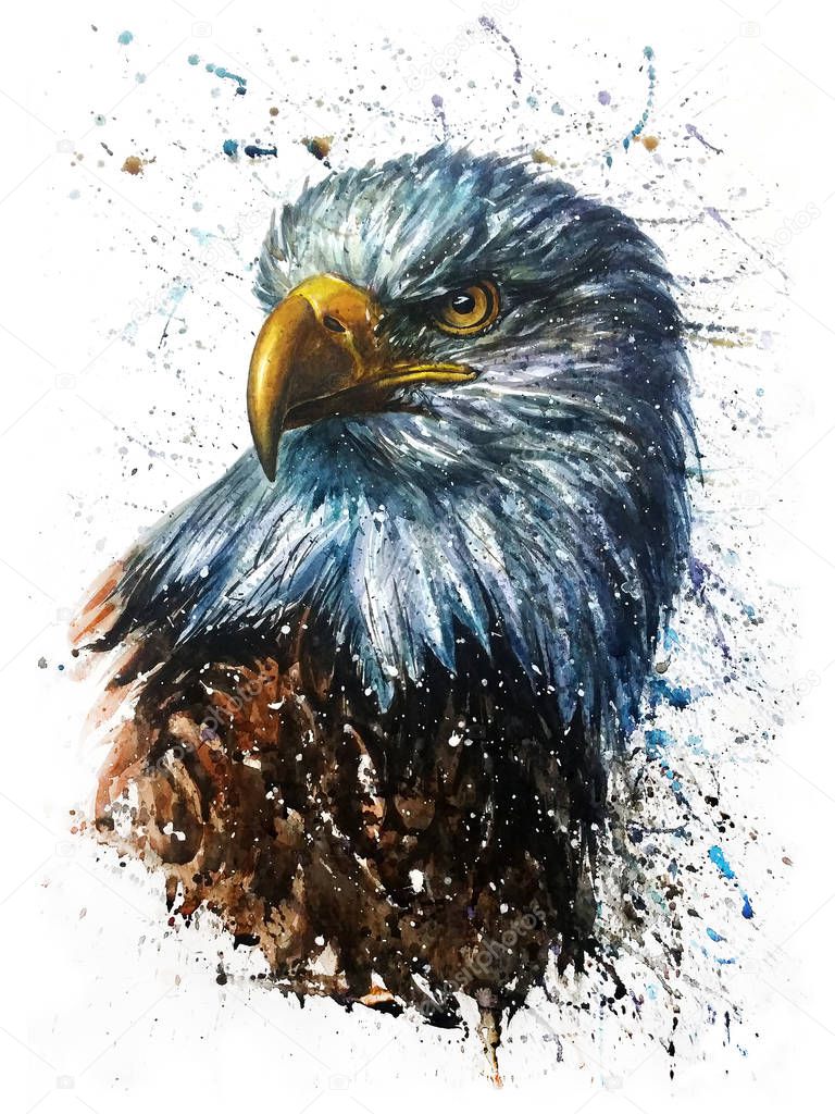 American Eagle, watercolor painting, birda, predator, wildlife
