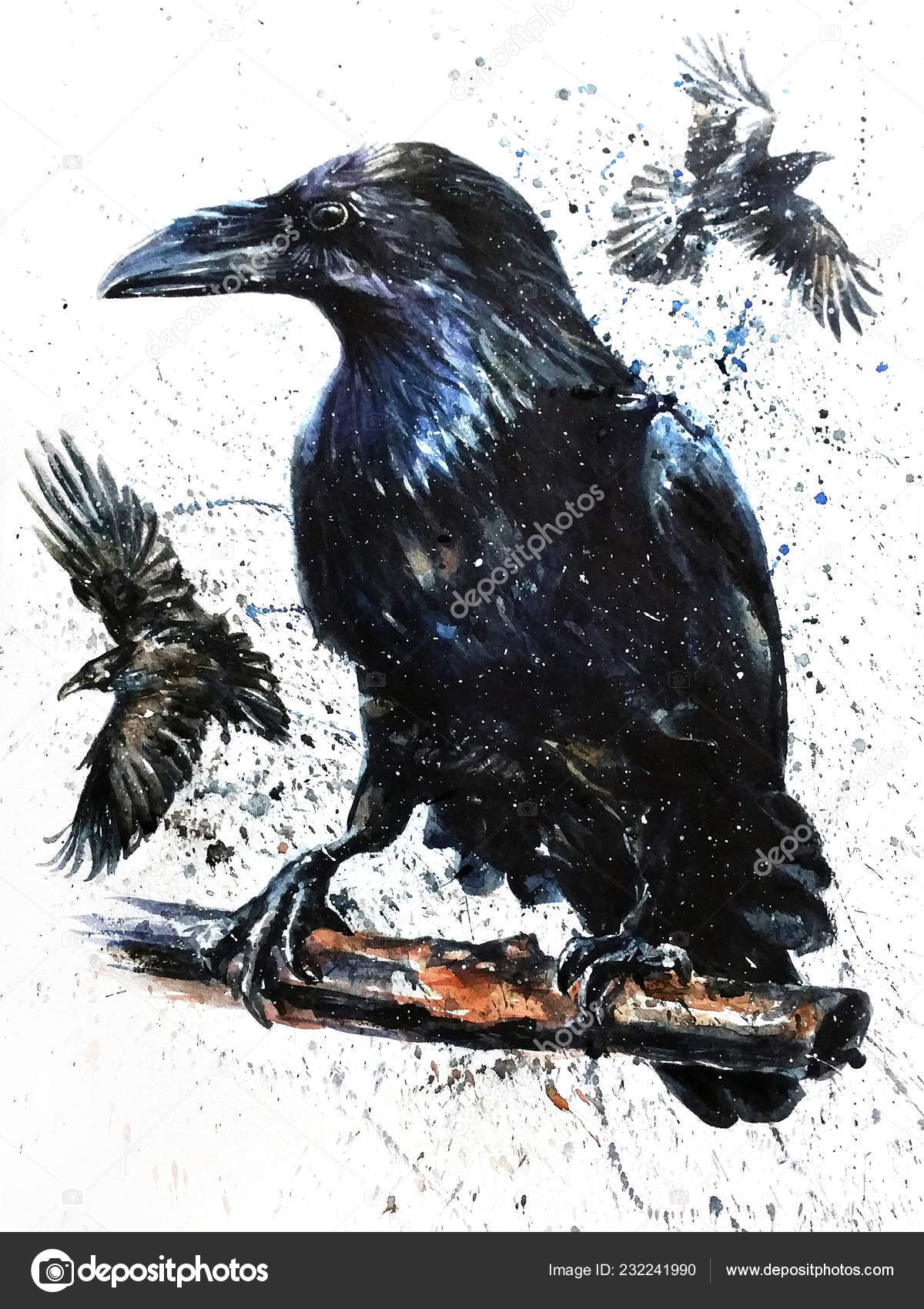 Aquarelle Animaux Faune Oiseaux Noir Corbeau Photographie
