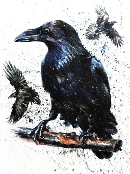 Raven Ζωγραφική Νερομπογιές Ζώα Άγρια Πουλιά Μαύρα Φωτογραφία Αρχείου