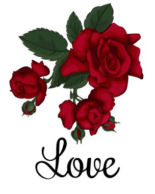 Gül beyaz güzel izole. Kırmızı gül. Arka plan tebrik kartları ve düğün, doğum günü, Sevgililer Günü, Anneler Günü davetiyeleri için idealdir. Aşk.