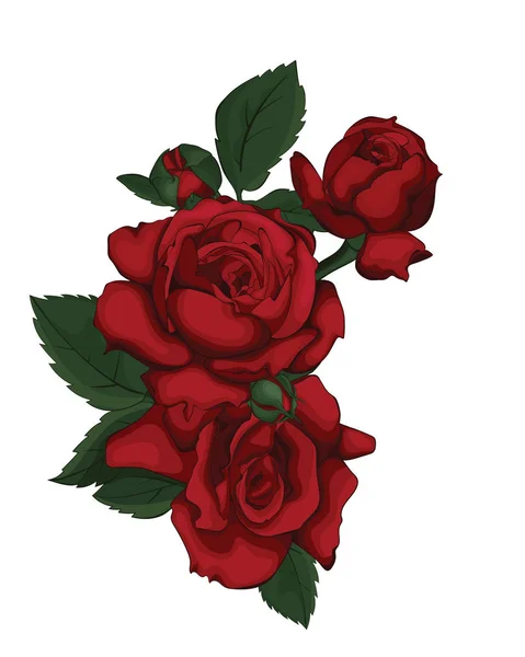 玫瑰孤立在白色美丽 红玫瑰非常适合背景贺卡和婚礼 情人节 母亲节的邀请 — 图库矢量图片