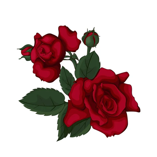 Red Roses Isolated White Beautiful Red Rose Perfect Background Greeting — Stock Vector