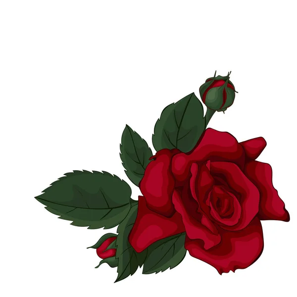 Rose Isolée Sur Belle Blanche Rose Rouge Parfait Pour Les — Image vectorielle