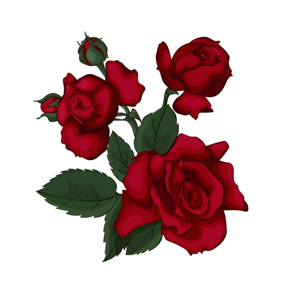 玫瑰孤立在白色美丽 红玫瑰完美的背景贺卡和婚礼 情人节 母亲节邀请 — 图库矢量图片