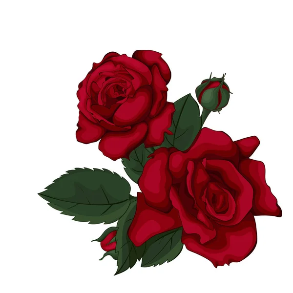 玫瑰孤立在白色美丽 红玫瑰完美的背景贺卡和婚礼 情人节 母亲节邀请 — 图库矢量图片