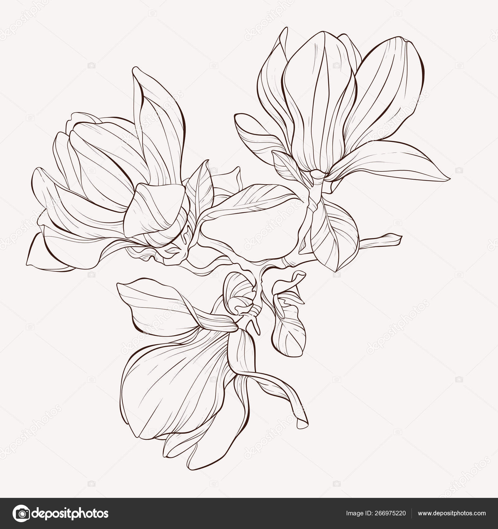 Magnolia Flower Drawing Set, Graphics - Envato Elements