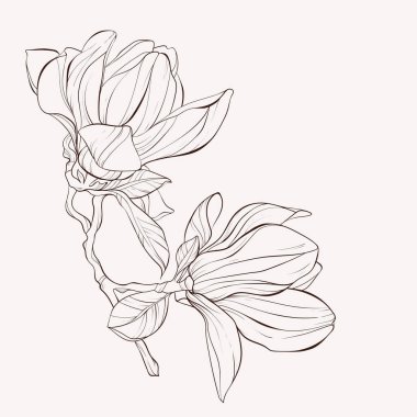 Sketch Çiçek Botanik Koleksiyonu. Manolya çiçek çizimleri. 