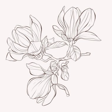 Sketch Çiçek Botanik Koleksiyonu. Manolya çiçek çizimleri. 
