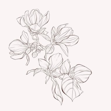 Sketch Çiçek Botanik Koleksiyonu. Manolya çiçek çizimleri. 