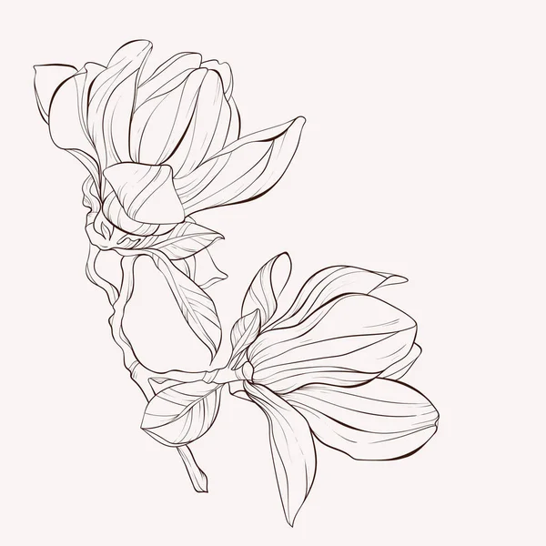 Collezione botanica floreale Sketch. Magnolia disegni di fiori . — Vettoriale Stock