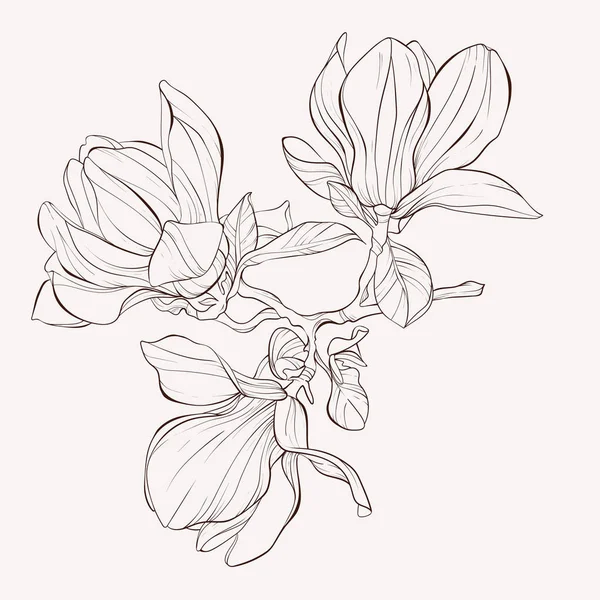 Skizze florale Botanik Sammlung. Magnolienblütenzeichnungen. — Stockvektor