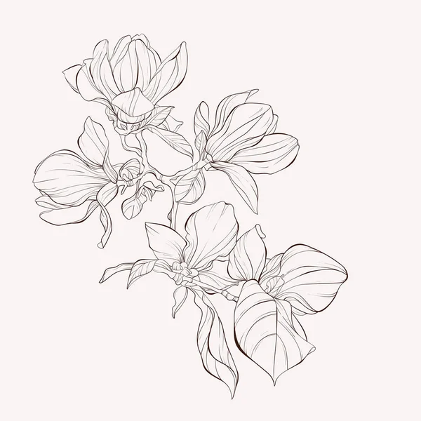 Collezione botanica floreale Sketch. Magnolia disegni di fiori . — Vettoriale Stock