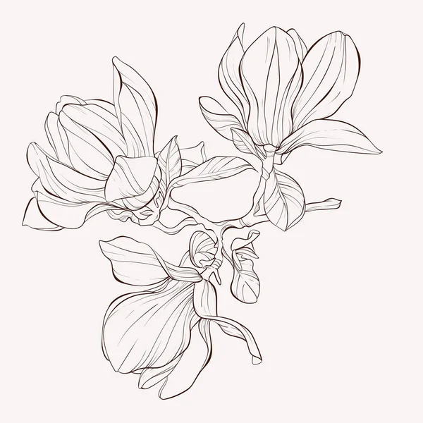 Sketch Floral Botany Collection. Magnolia dibujos de flores . — Archivo Imágenes Vectoriales