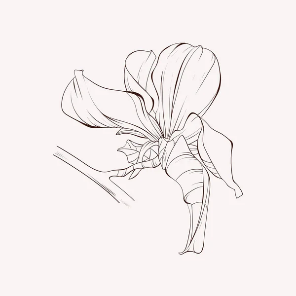 Sketch Floral Botany Collection. Magnolia dibujos de flores . Ilustraciones De Stock Sin Royalties Gratis