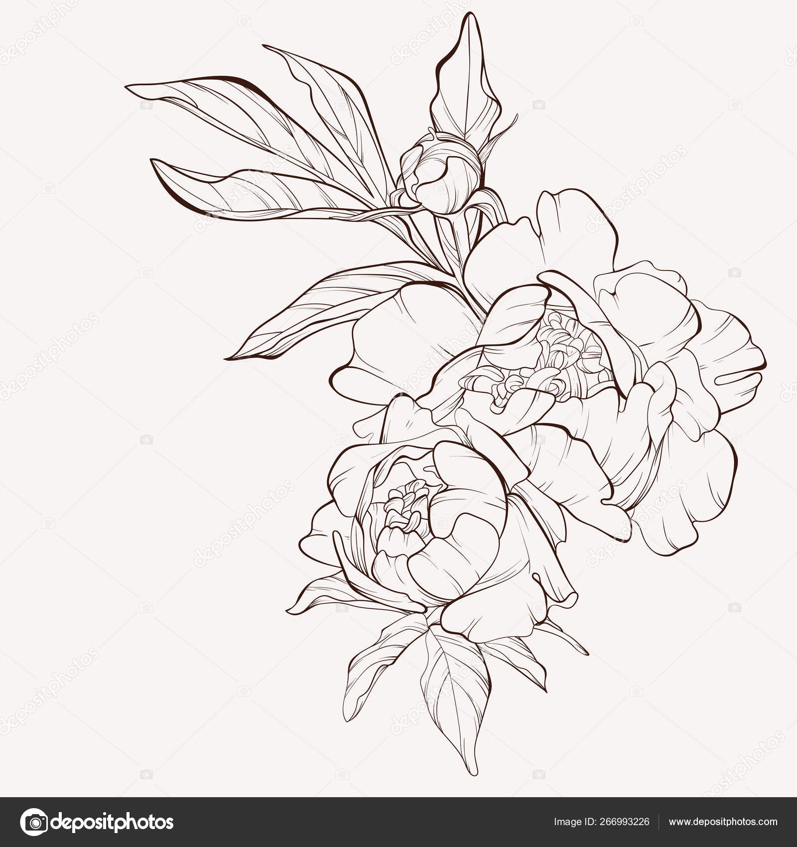 Download Sketch Floral Botany Collection Vector Peony Flower Isolated On White Background Vector Image By C Jbunina Vector Stock 266993226