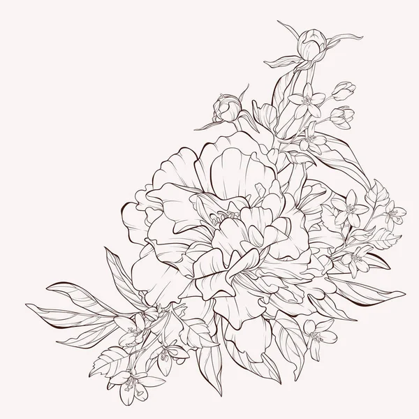 Collezione botanica floreale Sketch. Vettore fiore di peonia isolato su sfondo bianco . — Vettoriale Stock