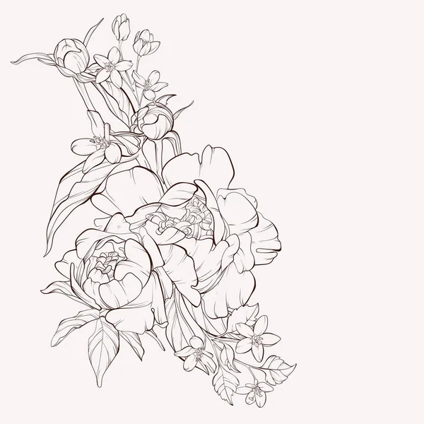 Σκίτσο λουλουδένια συλλογή βοτανολογίας. Διάνυσμα παιωνία λουλούδι απομονωθεί σε λευκό φόντο. — Διανυσματικό Αρχείο