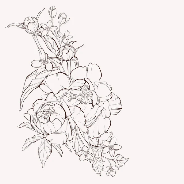 Sketch Floral Botany Collection. Flor de peonía vectorial aislada sobre fondo blanco . Ilustración De Stock