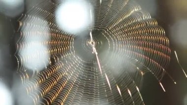 Bir rüzgar üzerinde Güzel örümcek ağı