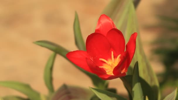 Červený Tulipán Zahradě — Stock video