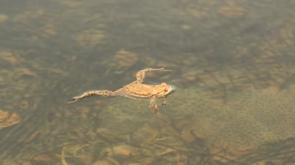 Ortak Kurbağa Bir Erkek Bir Gölet Yüzeyinde Yüzen Kadın Binlerce — Stok video