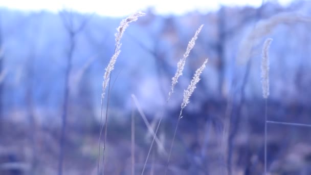 Cold Melancholia Blue Grass Wind — Stock Video