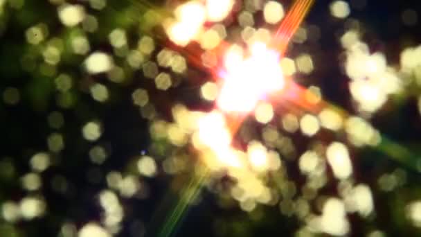 夏の木の後ろのレンズフレア太陽 — ストック動画