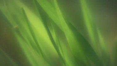 Çimen yeşil çayır soyut fantezi yumuşak video