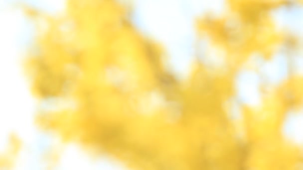 Κίτρινα Φύλλα Φόντο Δέντρο Οξιά — Αρχείο Βίντεο