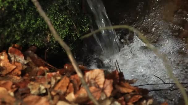 Fließender Wald Frühling — Stockvideo