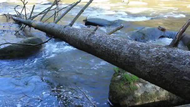 Albero Caduto Sul Fiume — Video Stock