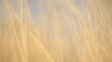 Rüzgar video arka planda Rattan bıçakları