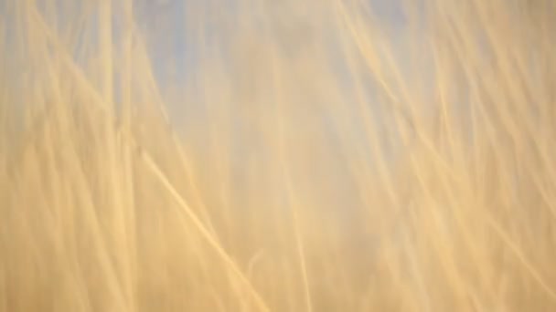 Hojas Ratán Fondo Vídeo Viento — Vídeos de Stock