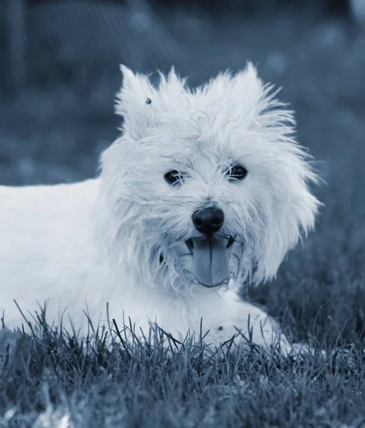 Young Pet Dog Westie — Stock Photo, Image