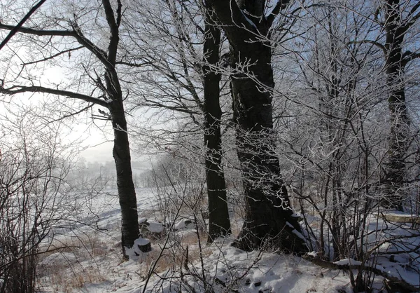 Old Oak Winter — Stock Photo, Image