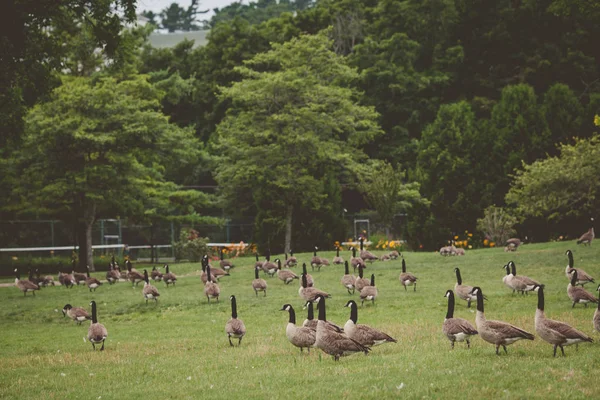Canadian geese in the park on Mackinac island