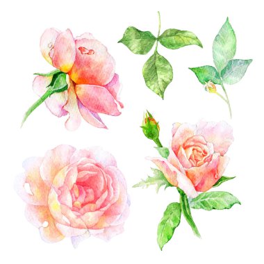 Suluboya çiçek çizimi. İzole bileşim. 