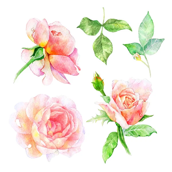 Illustration de fleurs aquarelle. Composition isolée. — Photo