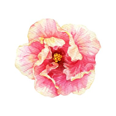 Suluboya çiçek çizimi. İzole bileşim. 